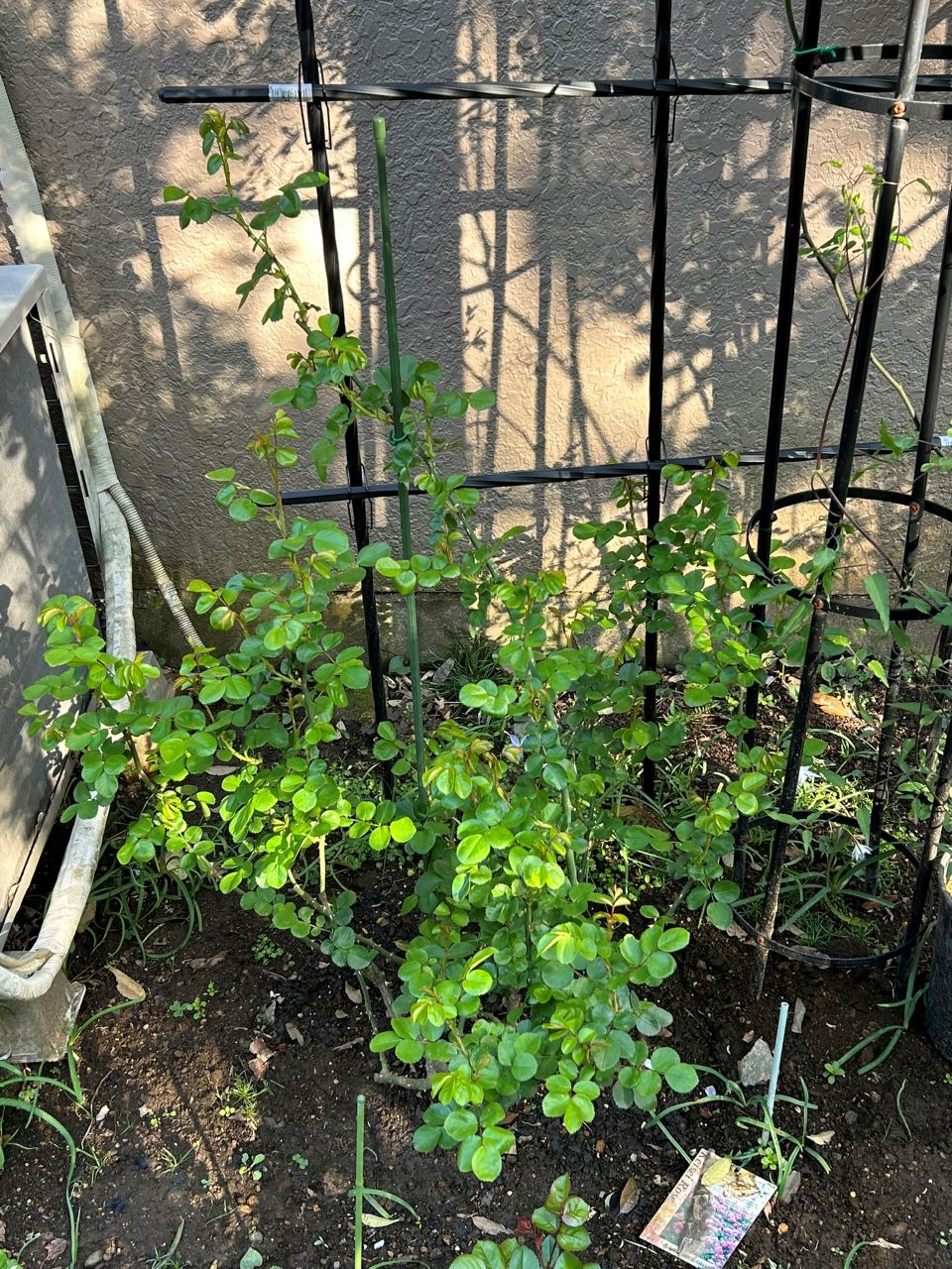 ジャスミーナ大苗の73週後