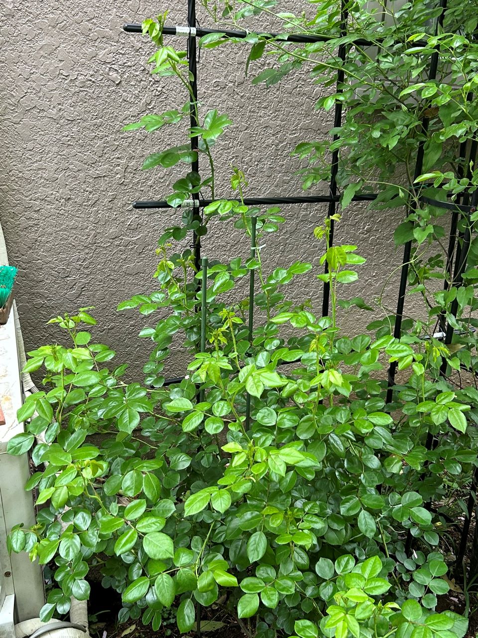 ジャスミーナ大苗の76週後