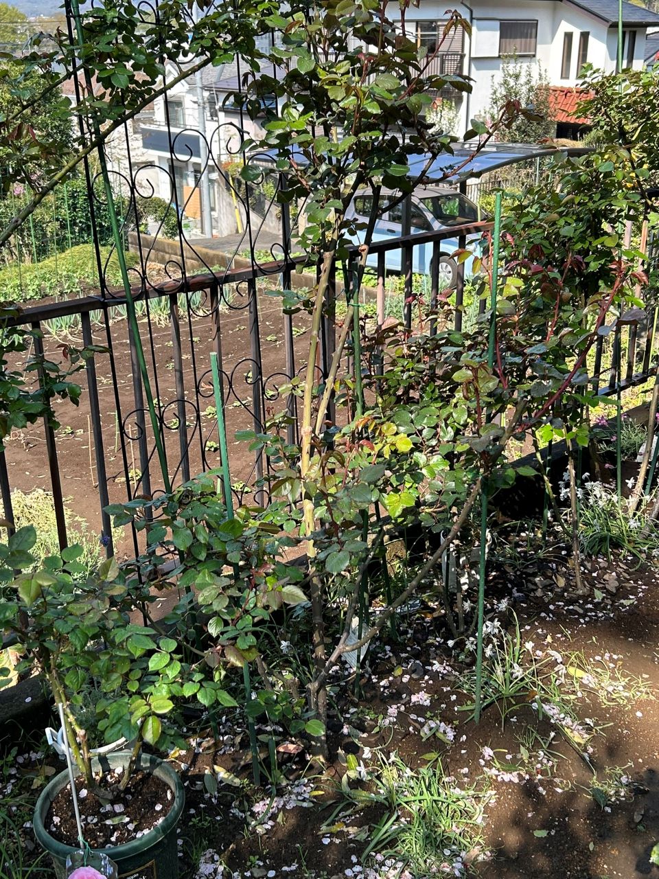 ジョリーメロディ開花苗79週後