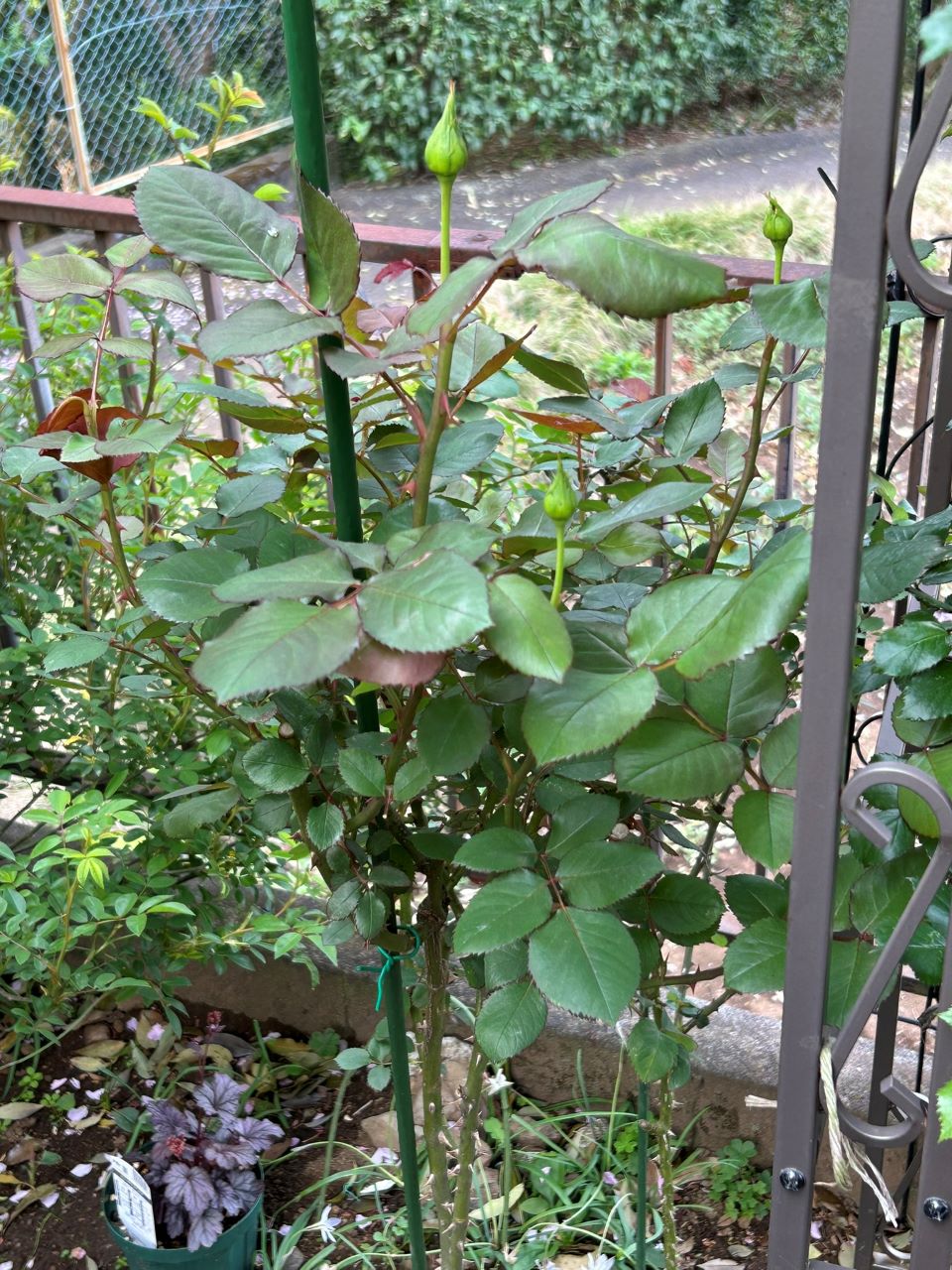 カーディナル地植え29か月後-2