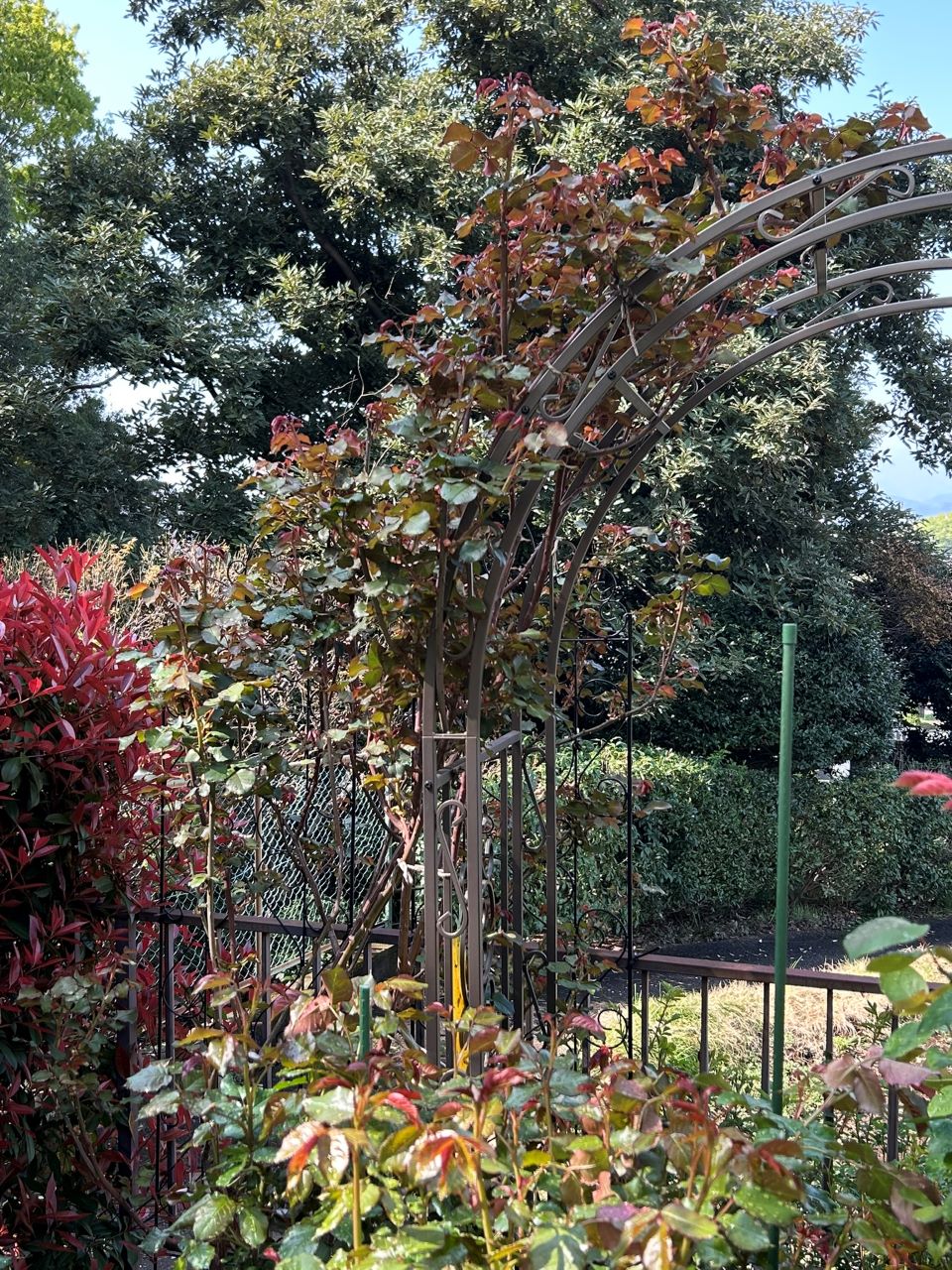 クンツァイト長尺苗地植え104週後