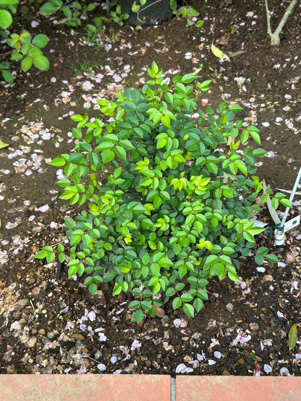 ラヴァルスディアベイル開花苗23週後