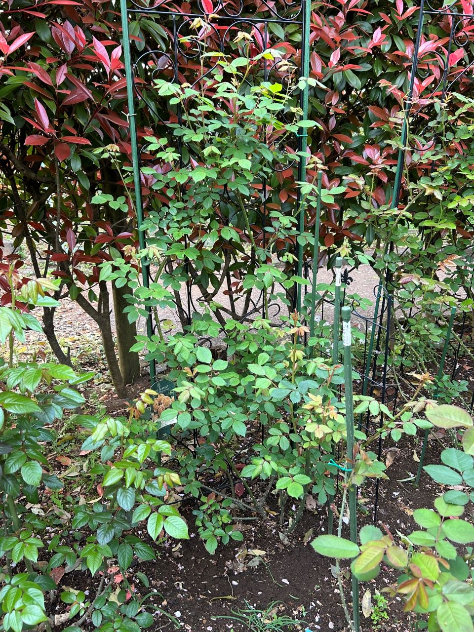 レディ・オブ・シャーロット開花苗71週後