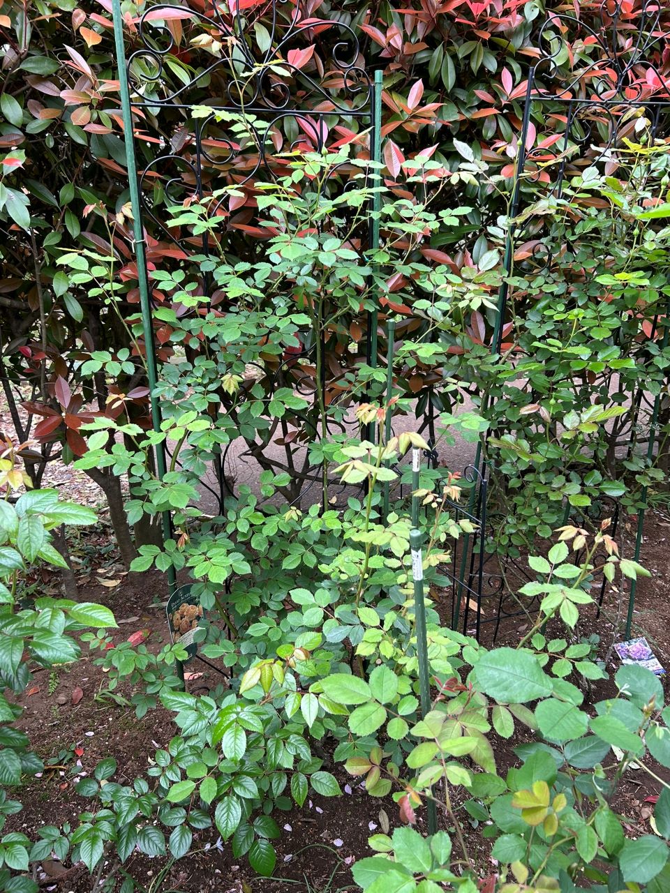 レディ・オブ・シャーロット開花苗72週後