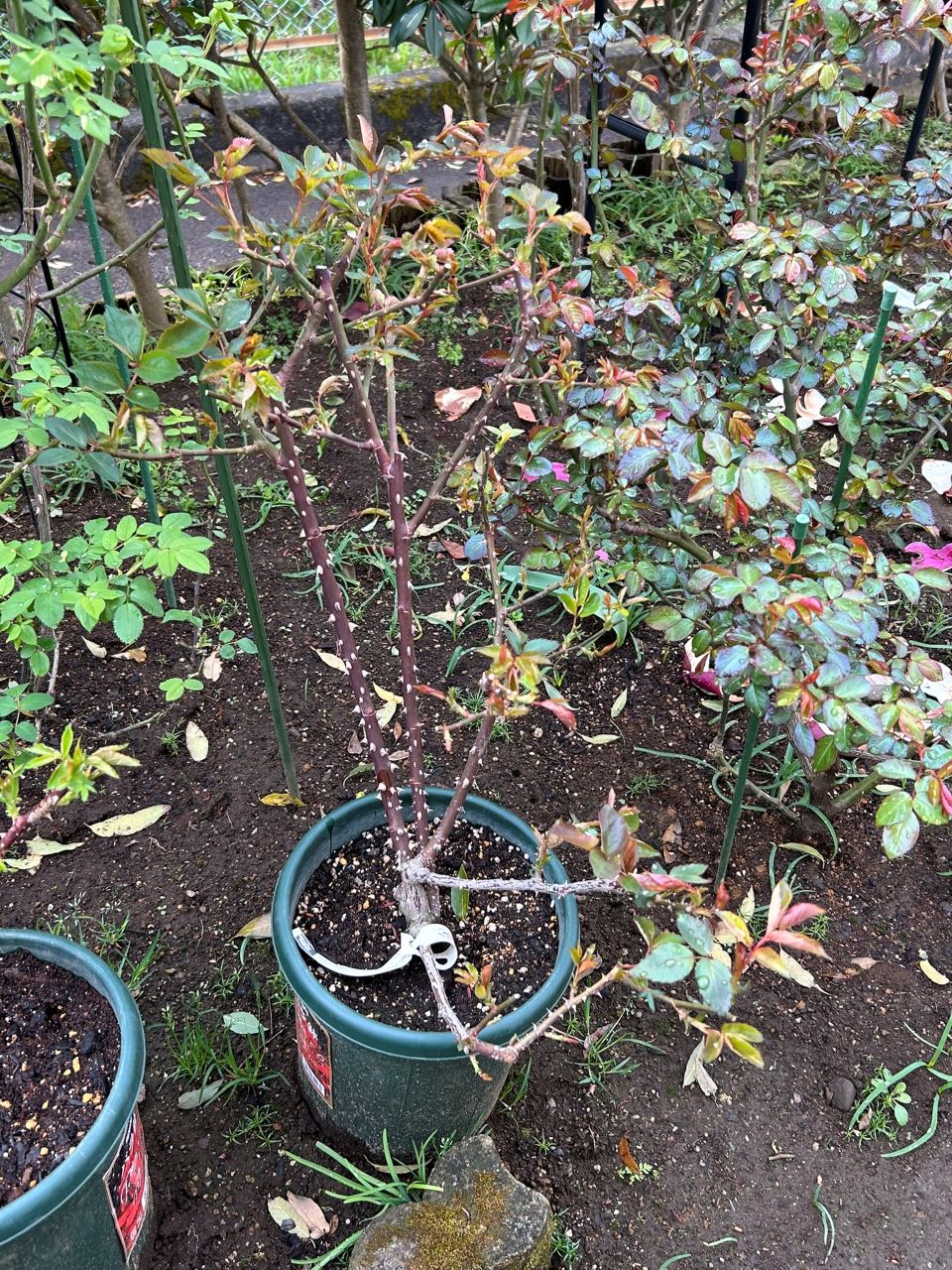 ラグーン大苗の16週後