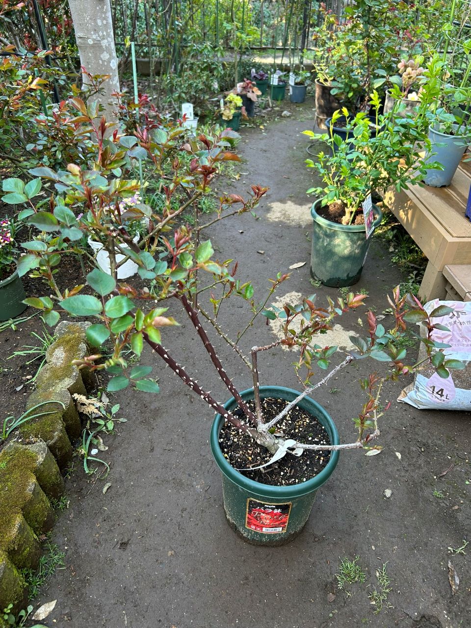 ラグーン大苗の17週後