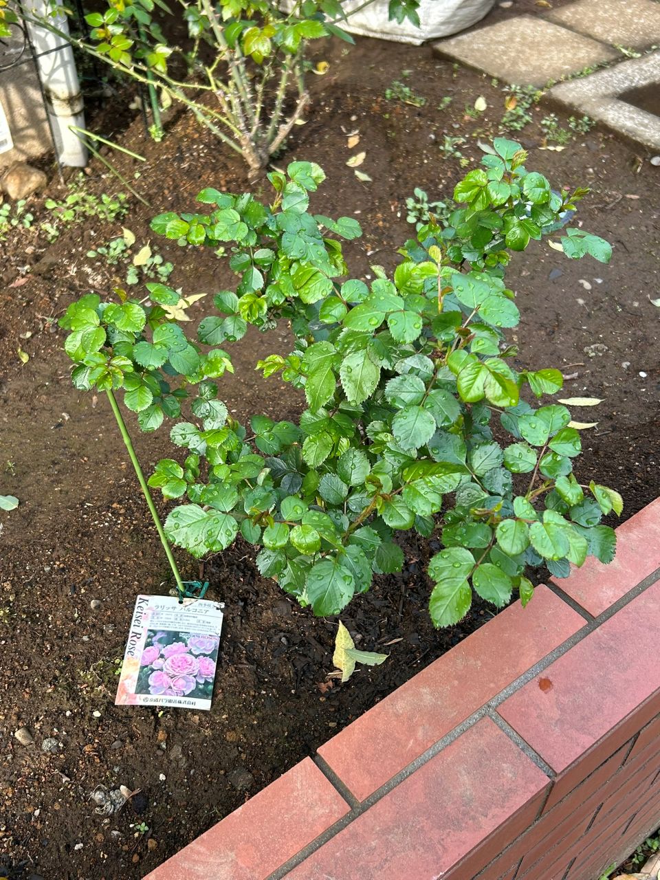 ラリッサバルコニアの大苗37週後