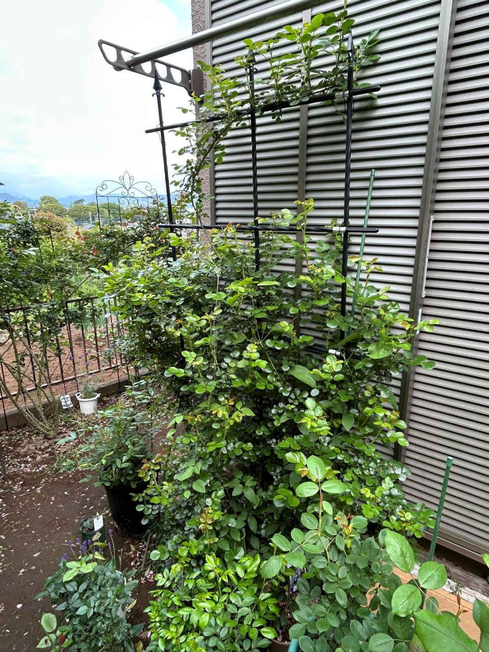 レオナルドダビンチ開花苗79週後