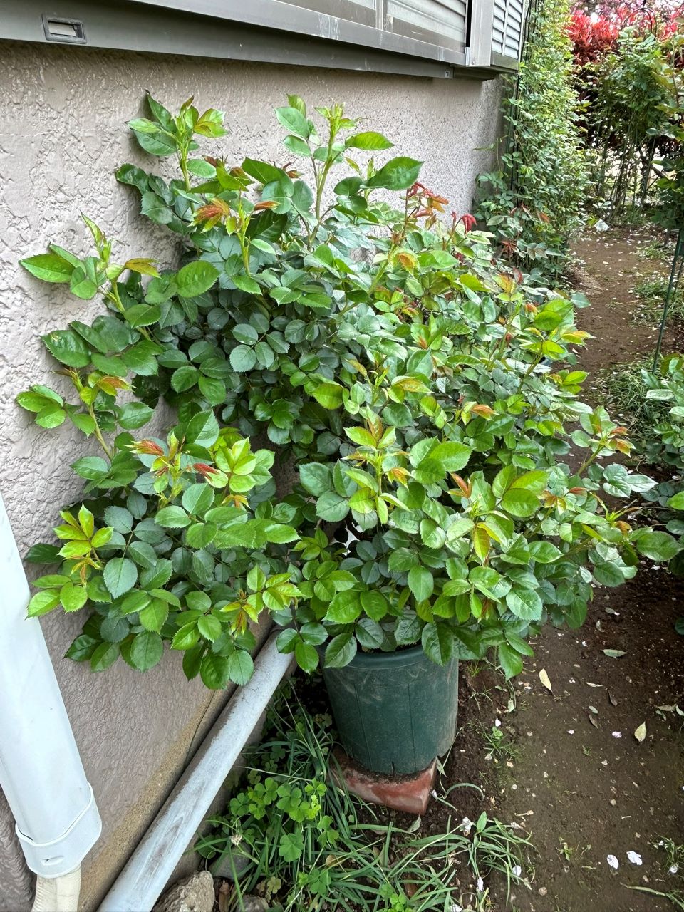 リラトロプフェン開花苗の43週後