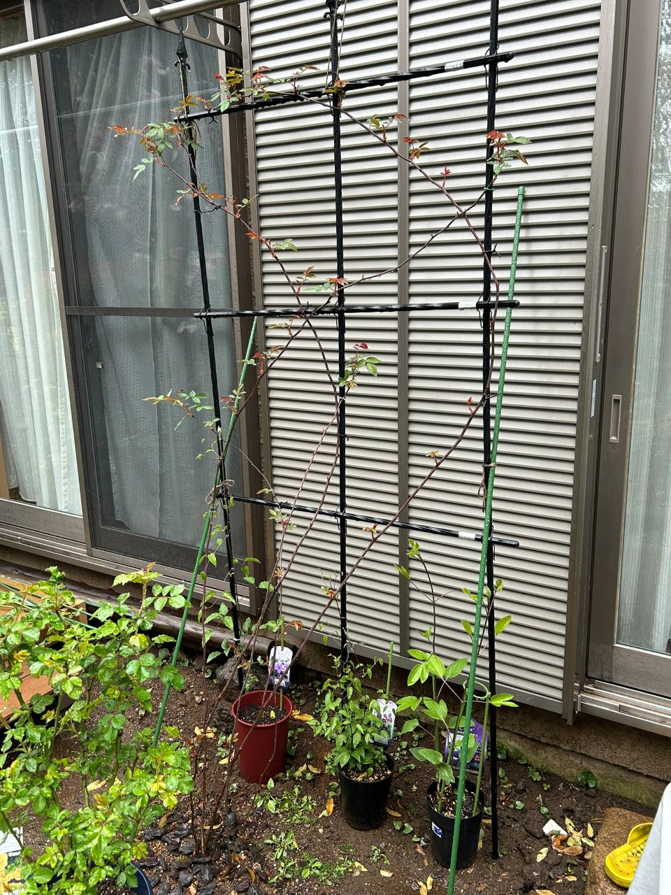 メアリー・ディレイニー裸苗65週後