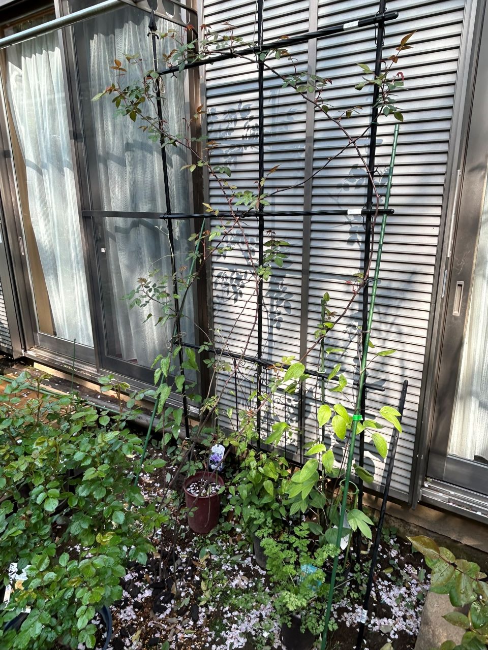 メアリー・ディレイニー裸苗67週後