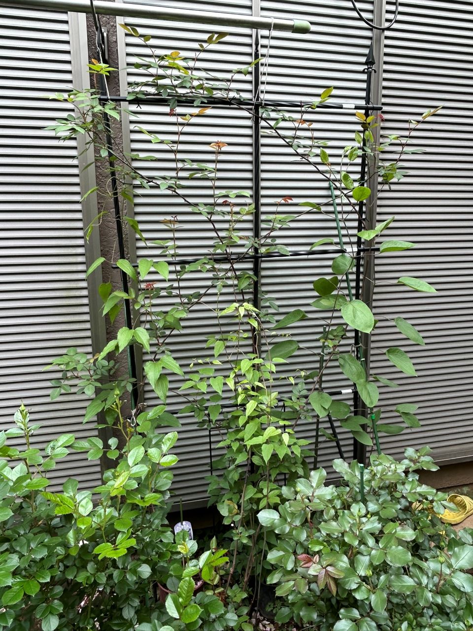 メアリー・ディレイニー裸苗69週後