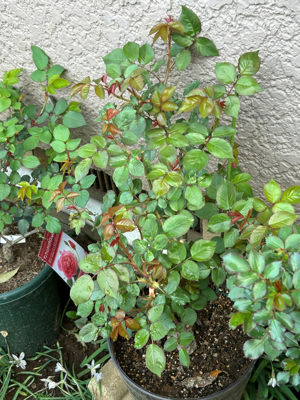 マイガーデン開花苗の28週後