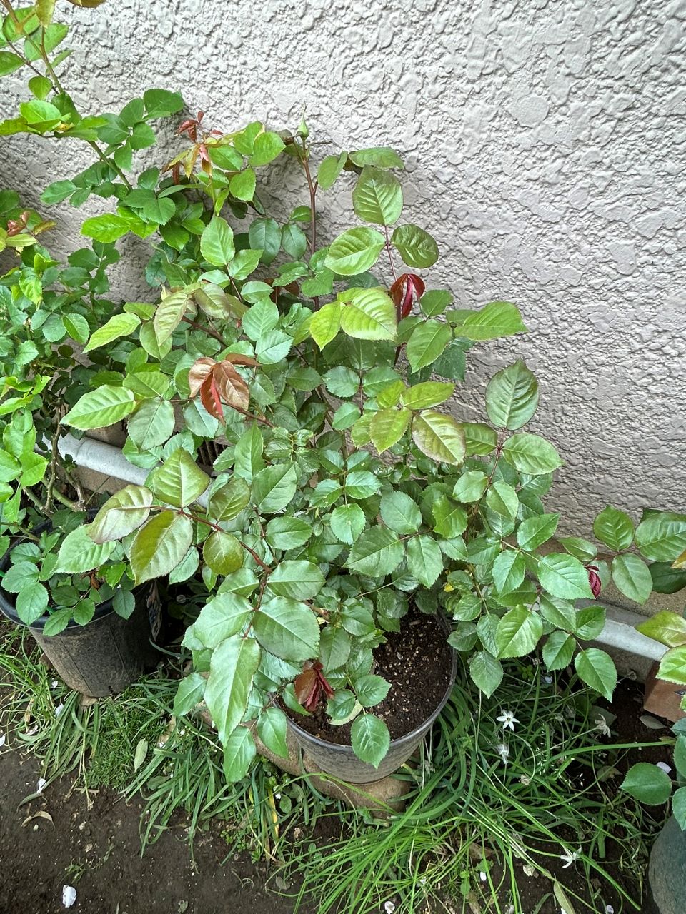 マイガーデン開花苗の30週後