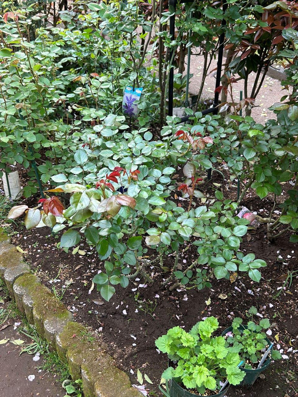 ニコール開花苗の111週後