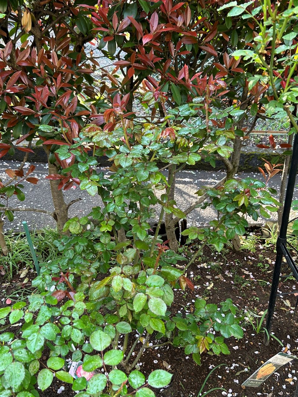 ノスタルジー開花苗の93週後