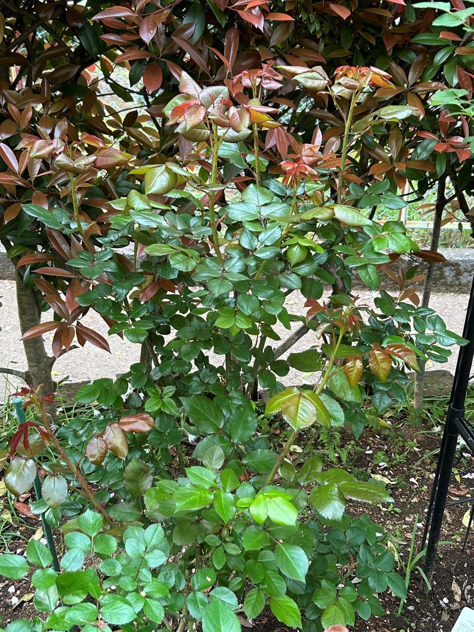 ノスタルジー開花苗の94週後