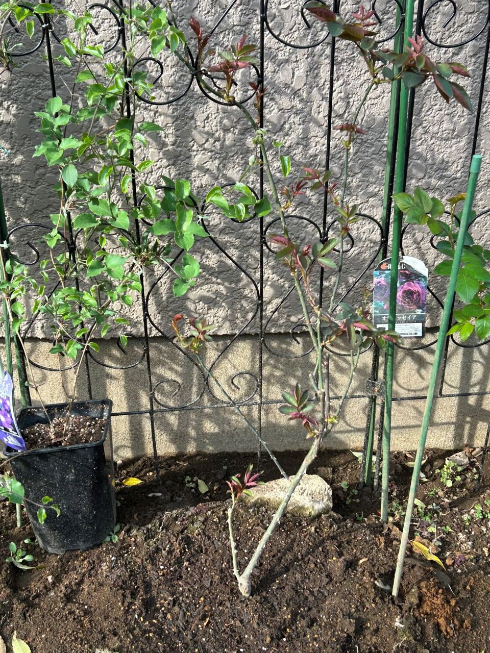 オデュッセイア大苗56週後