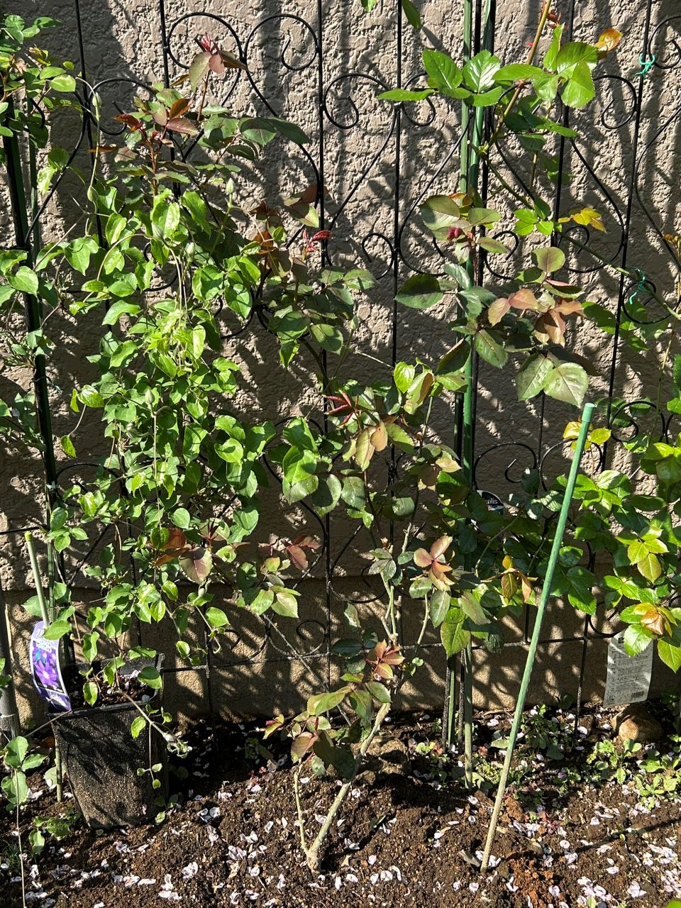 オデュッセイア大苗58週後