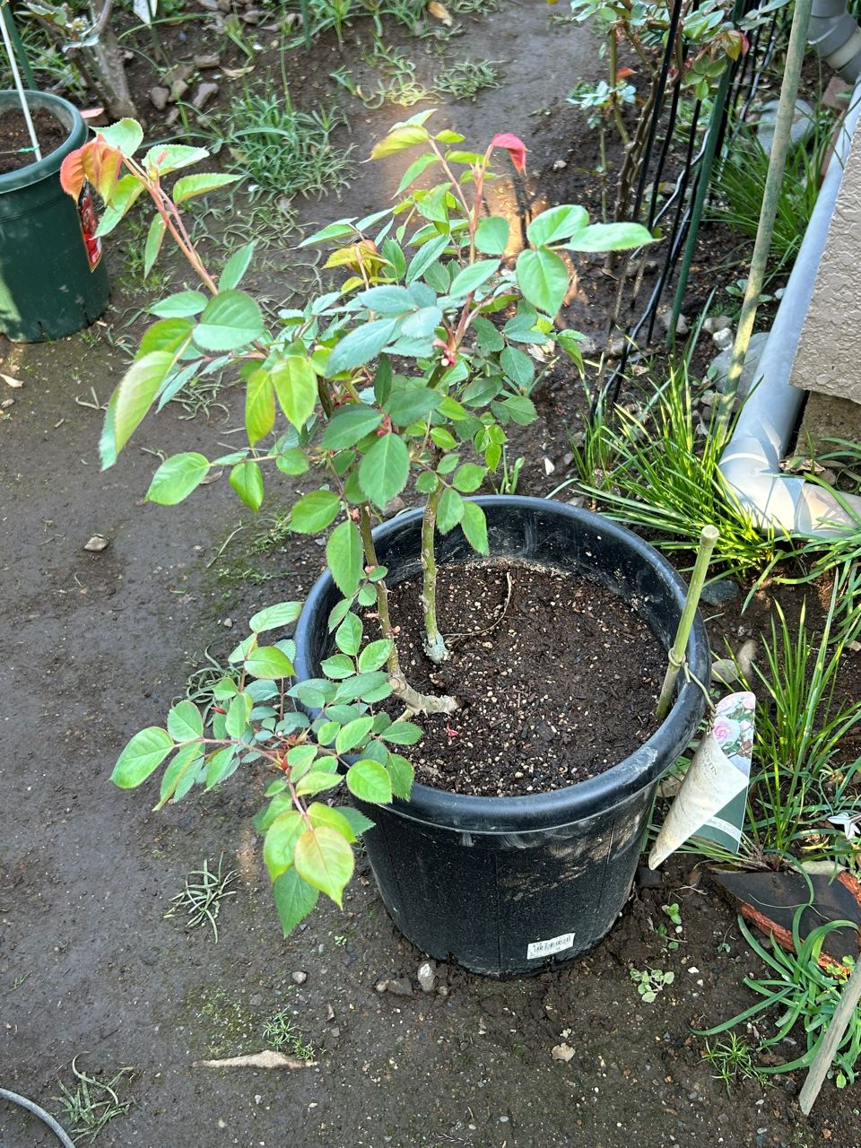 オリビア・ローズ・オースチン大苗63週後