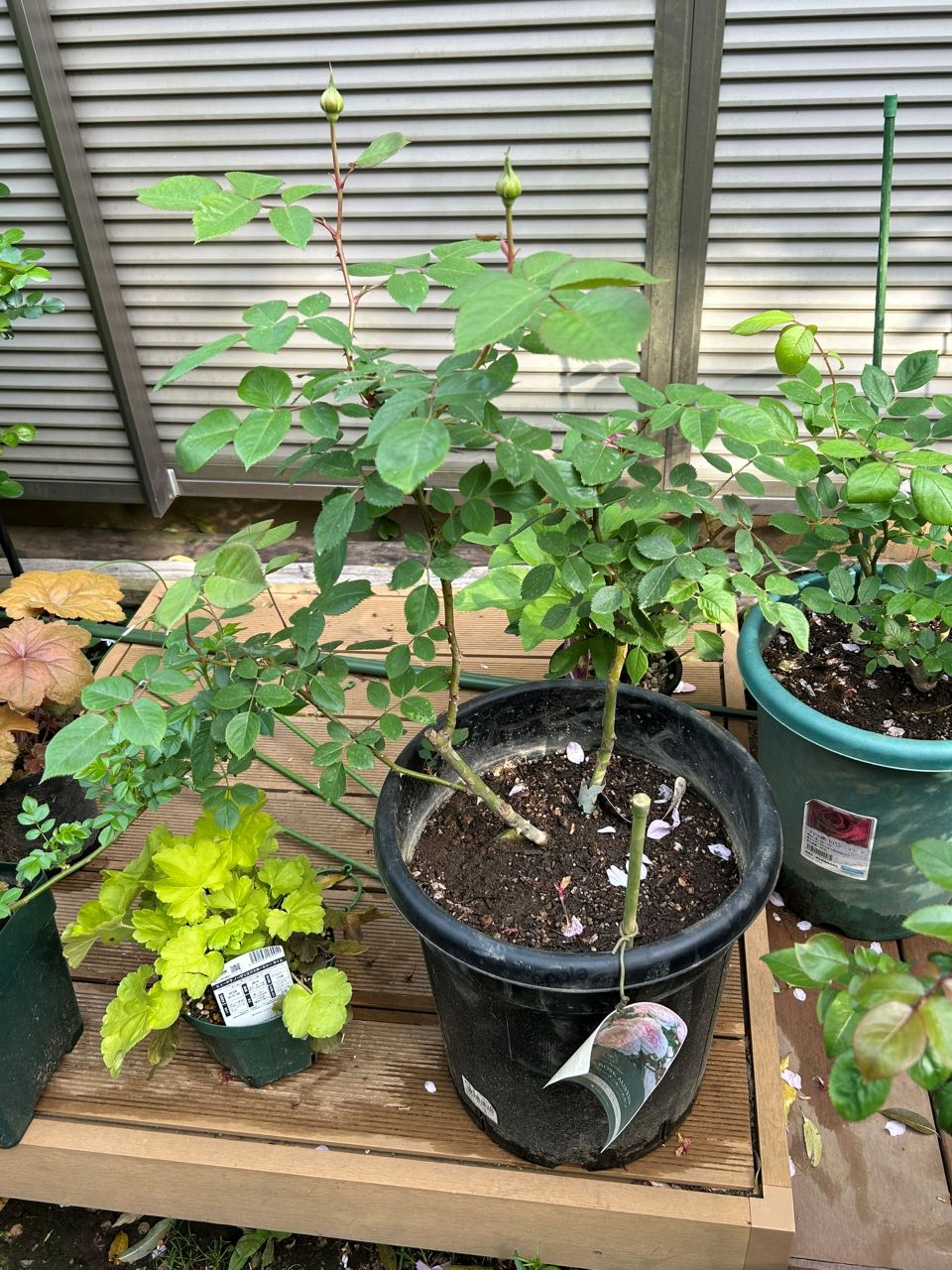 オリビア・ローズ・オースチン大苗64週後