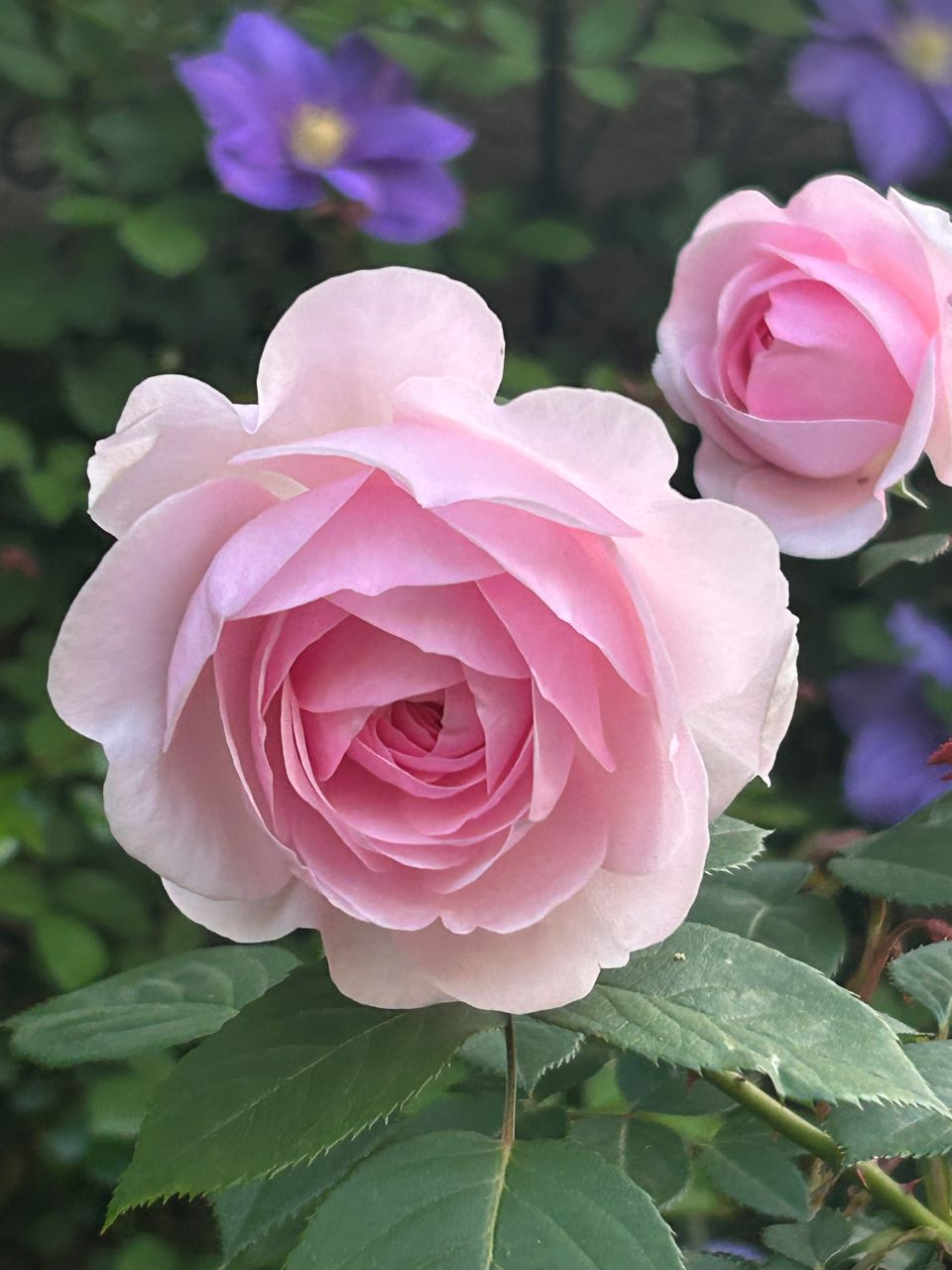 オリビア・ローズ・オースチン大苗66週後