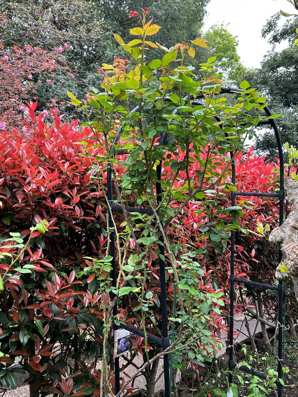 パフュームドレス新苗の93週後