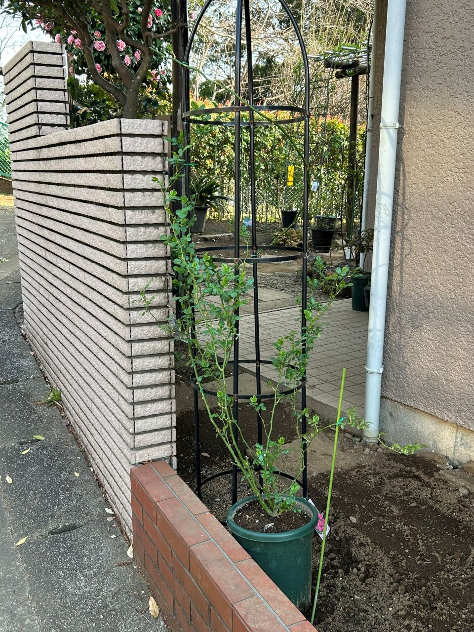 プティルージュ長尺苗の22週後