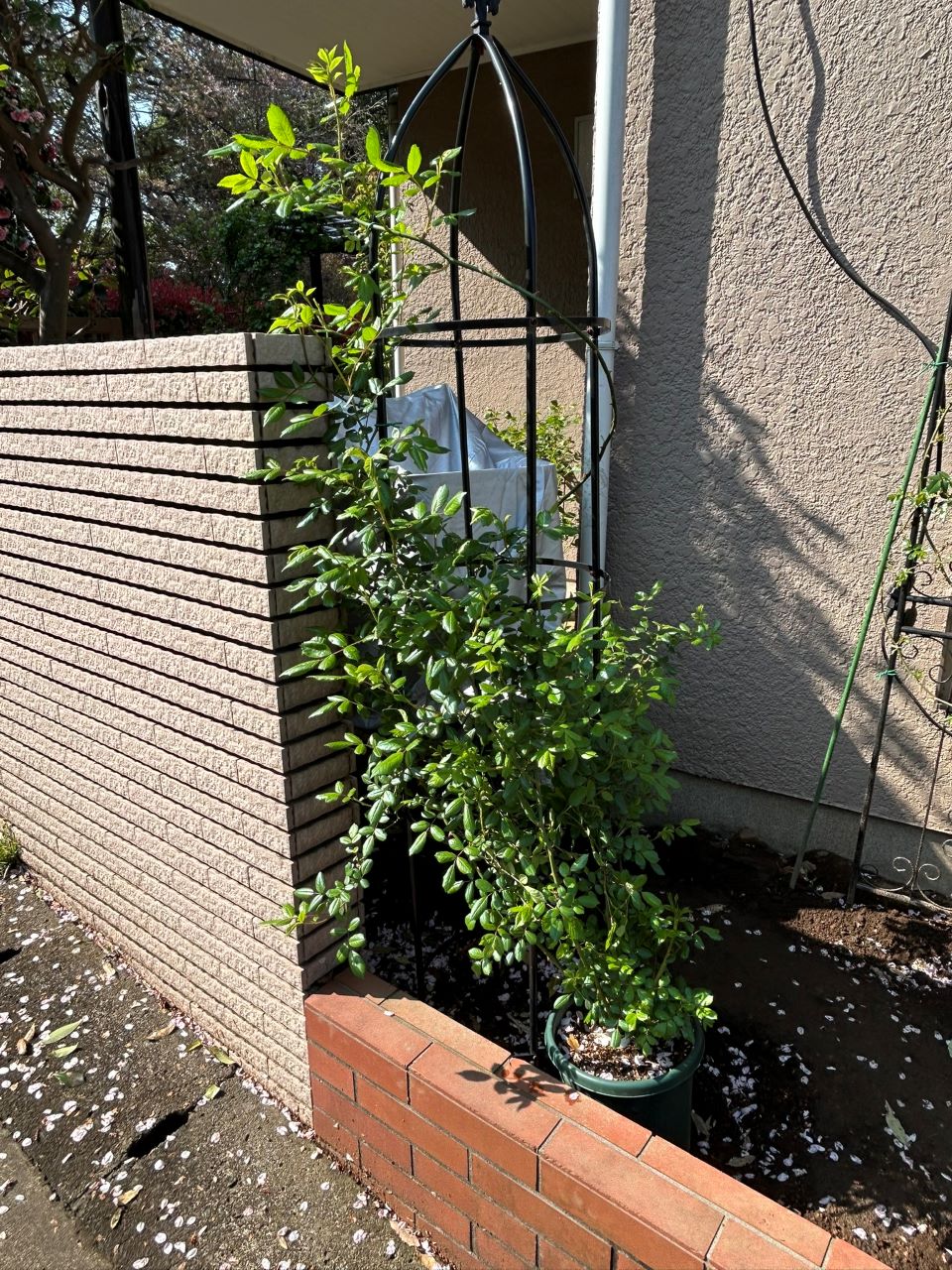 プティルージュ長尺苗の24週後