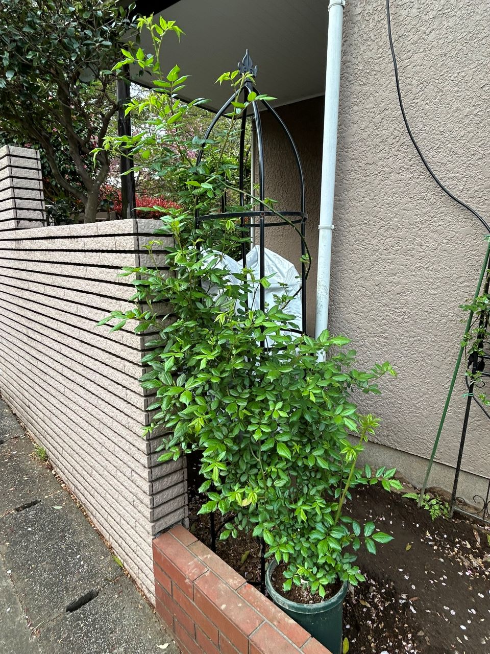 プティルージュ長尺苗の25週後