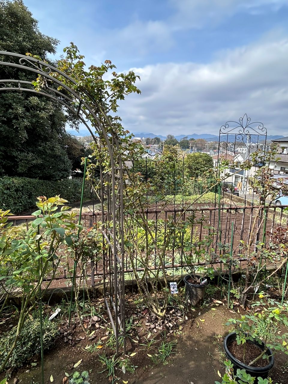 ピエール・ドゥ・ロンサール開花苗94週後