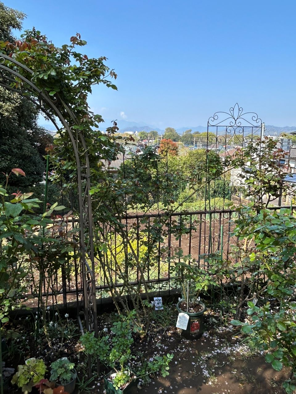 ピエール・ドゥ・ロンサール開花苗96週後