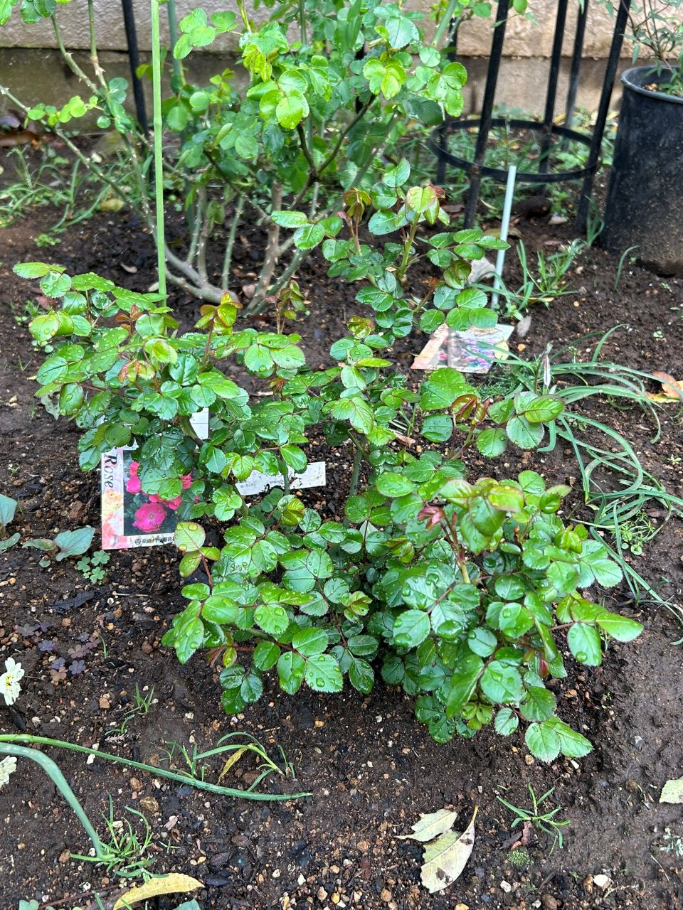 ピンクブリックハウス開花苗の28週後