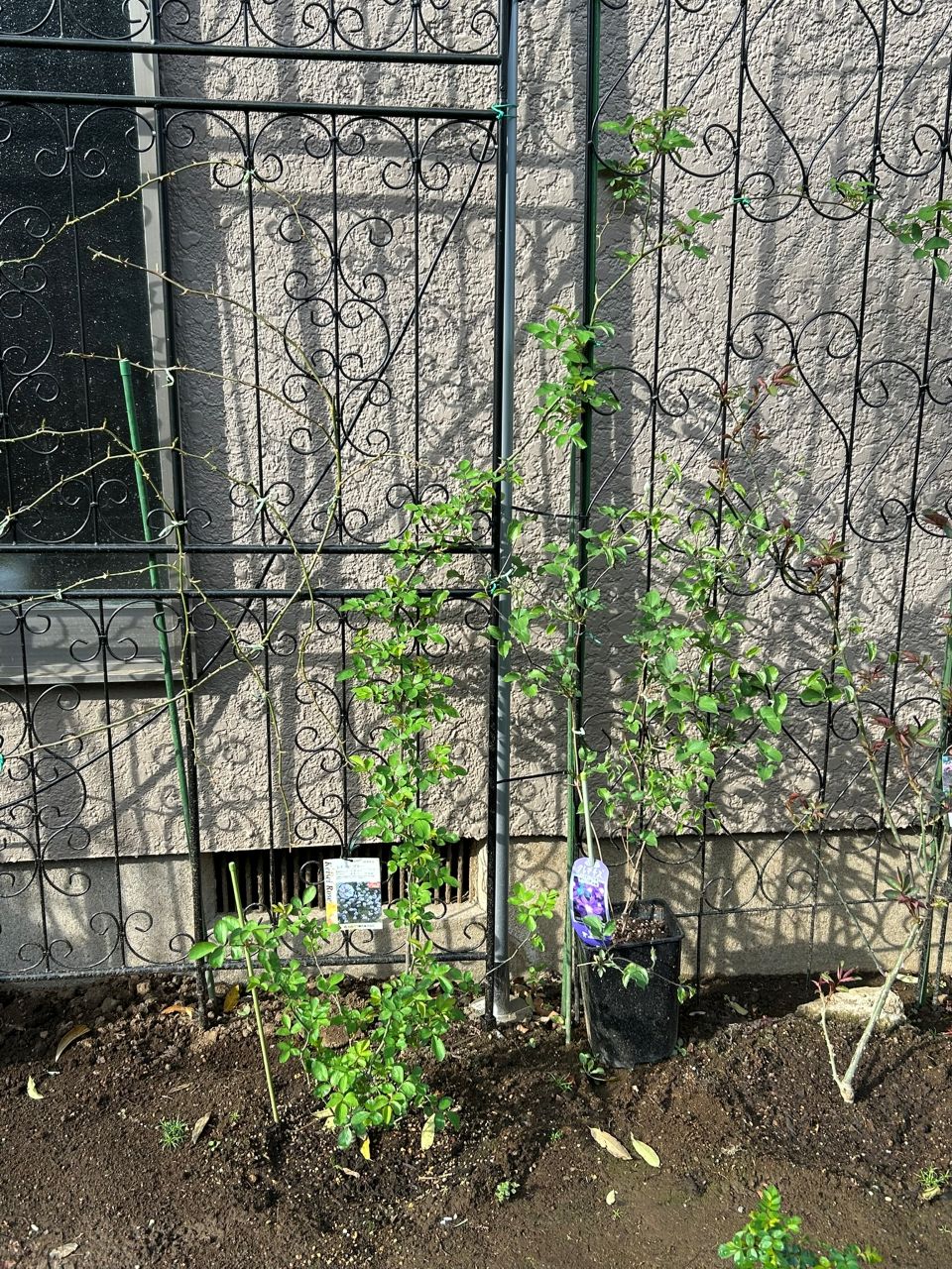 レイニーブルー開花苗46週後