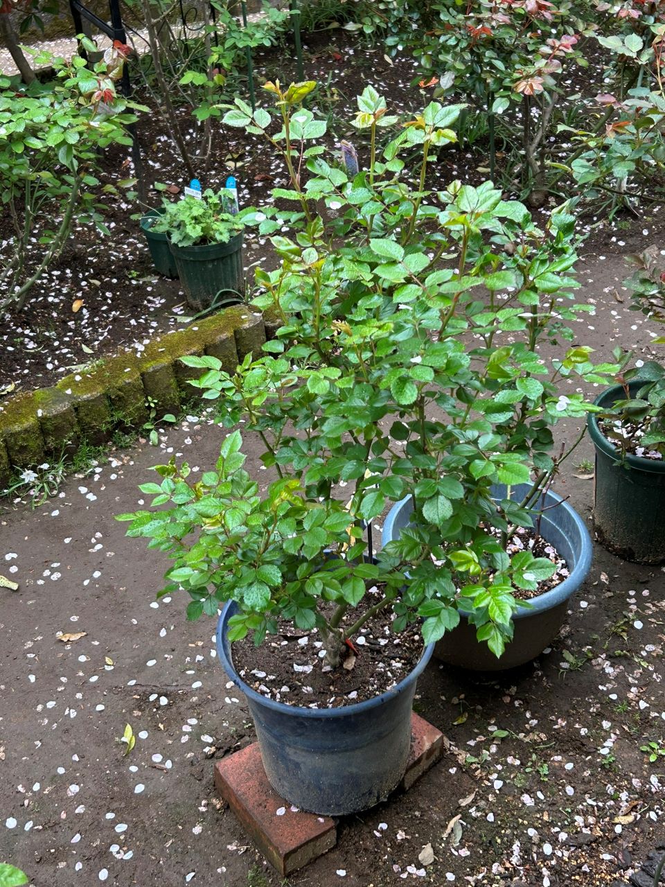 レヨンドゥソレイユ開花苗50週後