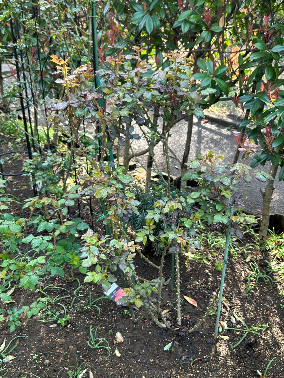 ロビン開花苗購入から94週後