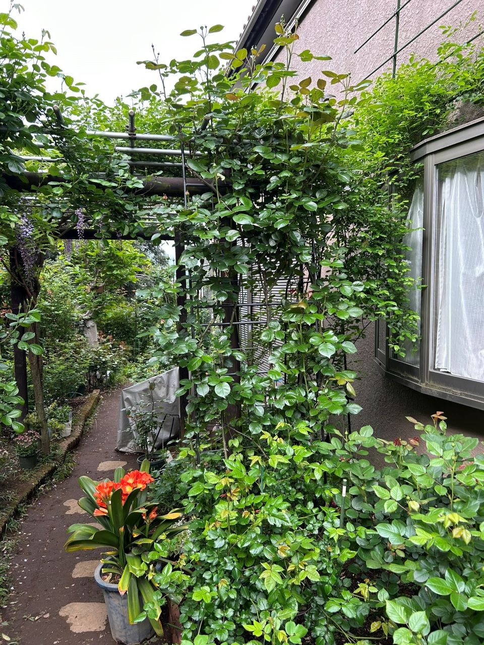 ルージュ・ピエール・ドゥ・ロンサール106週後