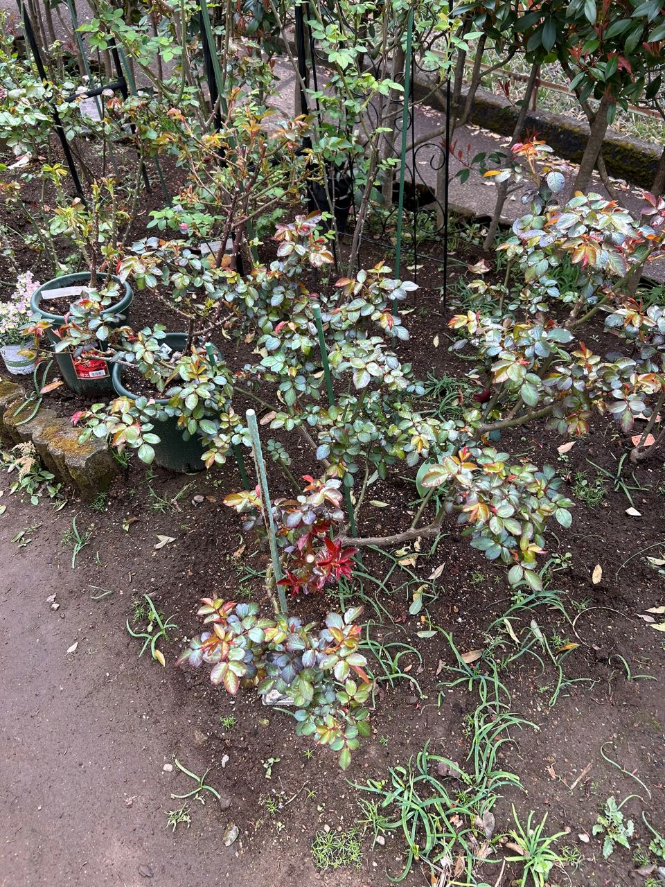 ロクサーヌ6月開花苗の87週後