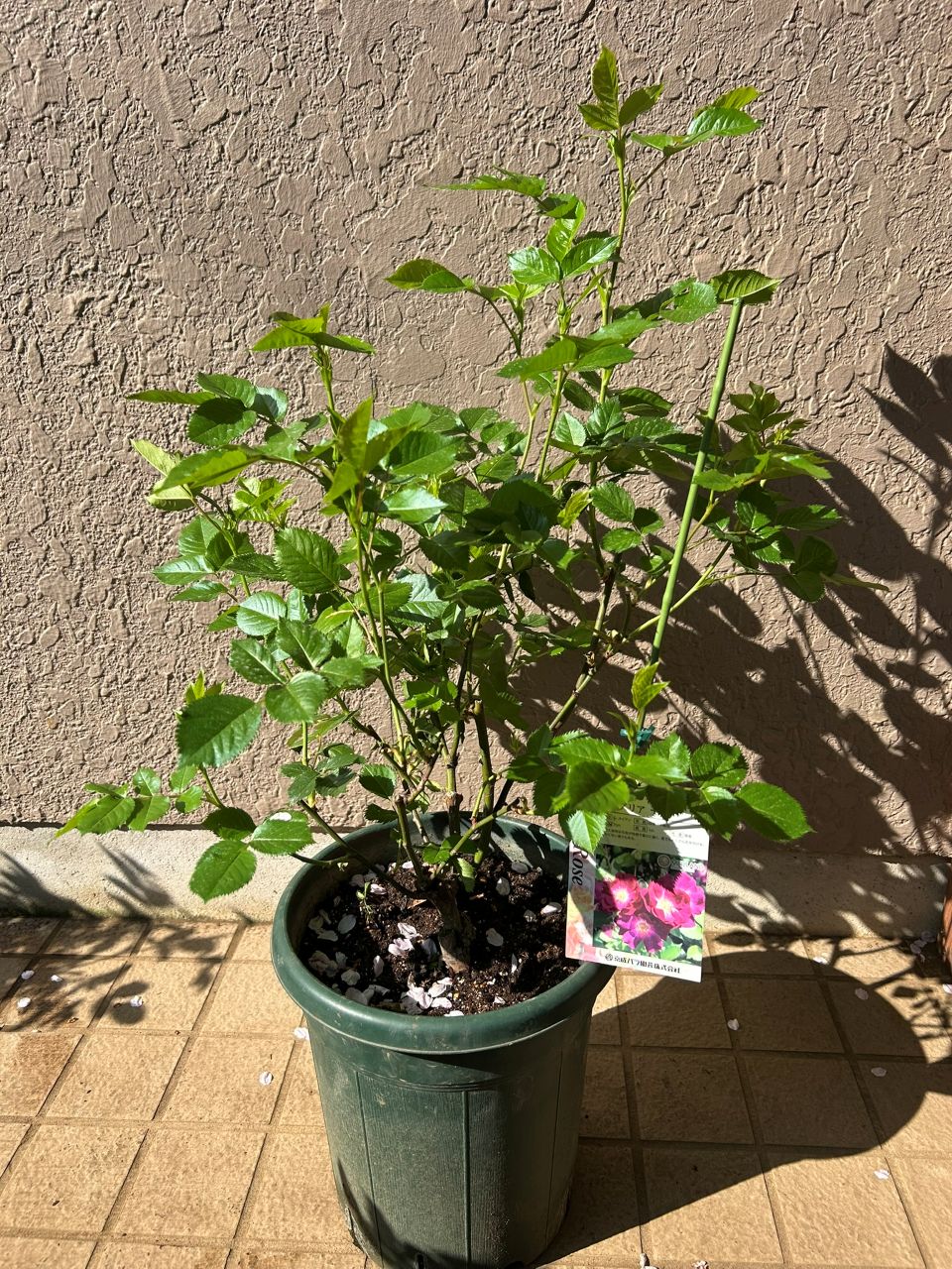 サングリアナイト大苗の50週後