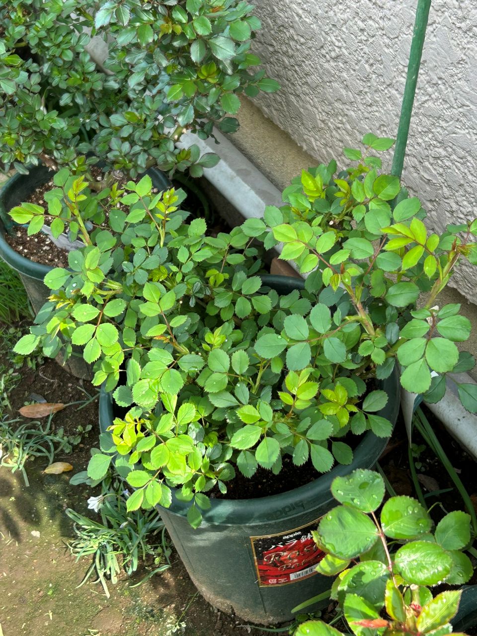 ウィズレー2008大苗の7週後