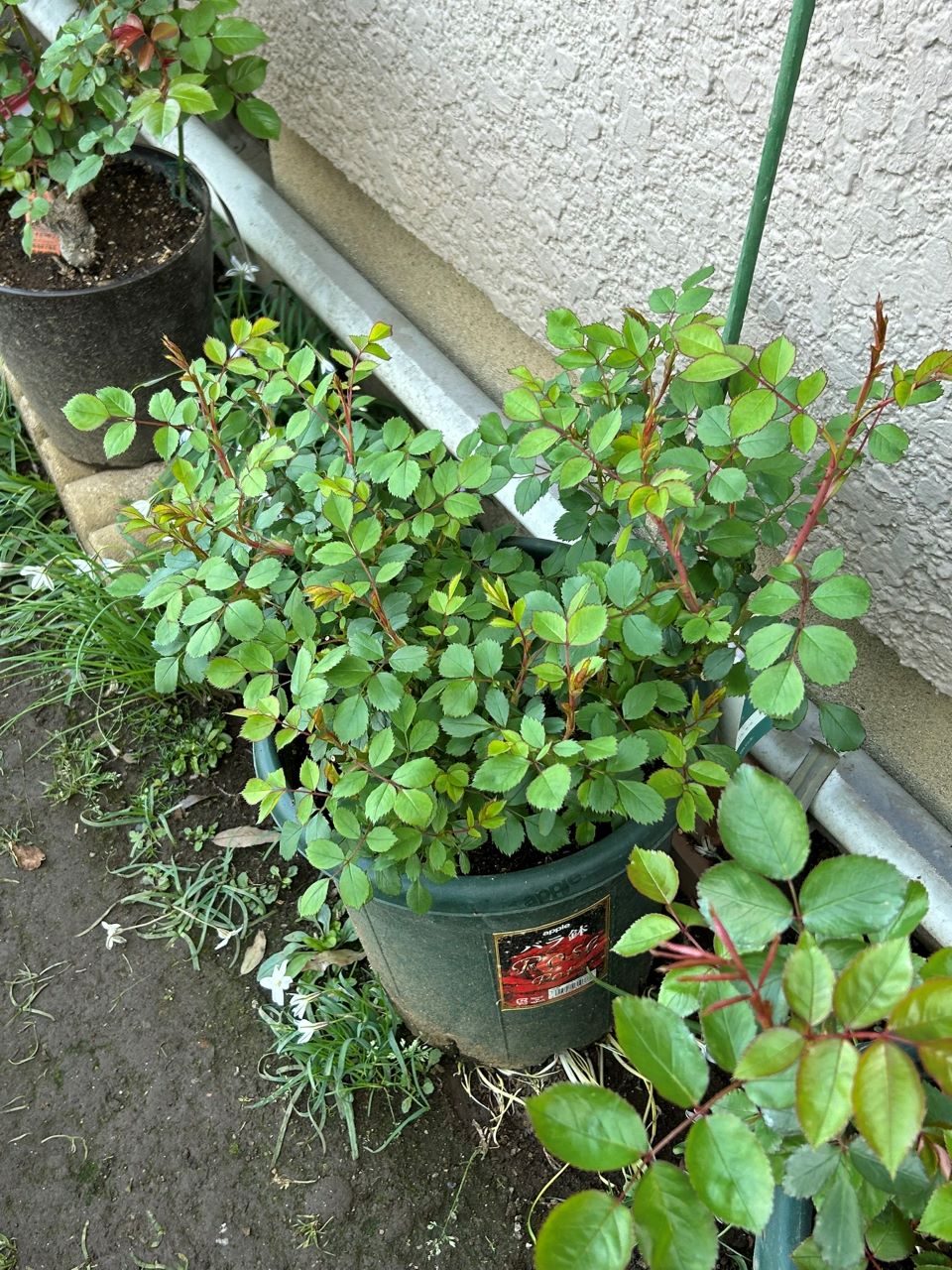 ウィズレー2008大苗の8週後