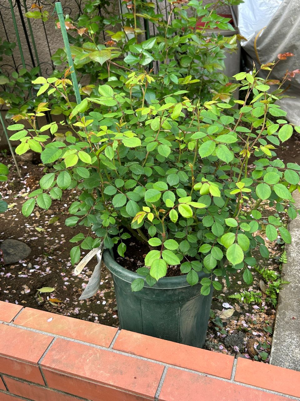 ウィズレー2008大苗の10週後