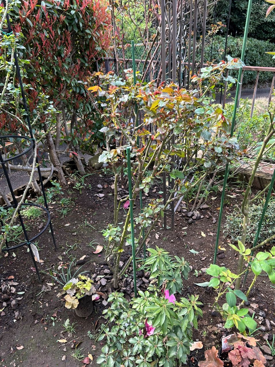 シシリエンヌ 開花苗の94週後