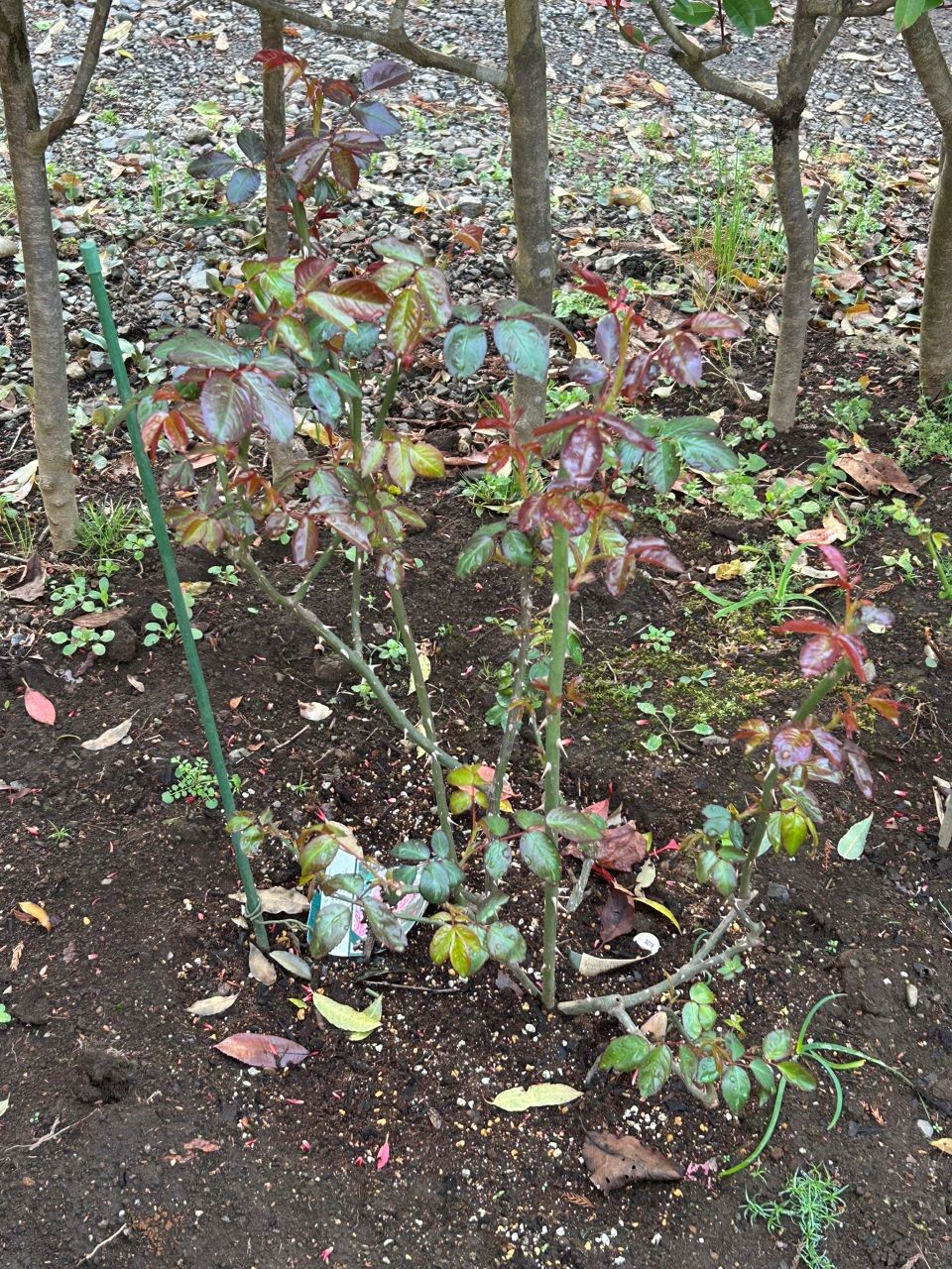 サイラスマーナー15L苗の80週後