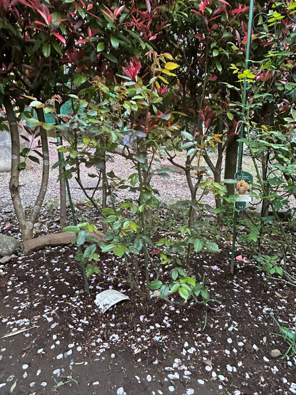 サイラスマーナー15L苗の82週後