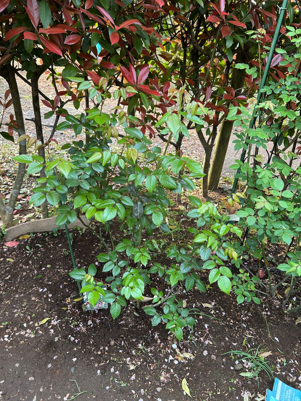 サイラスマーナー15L苗の83週後