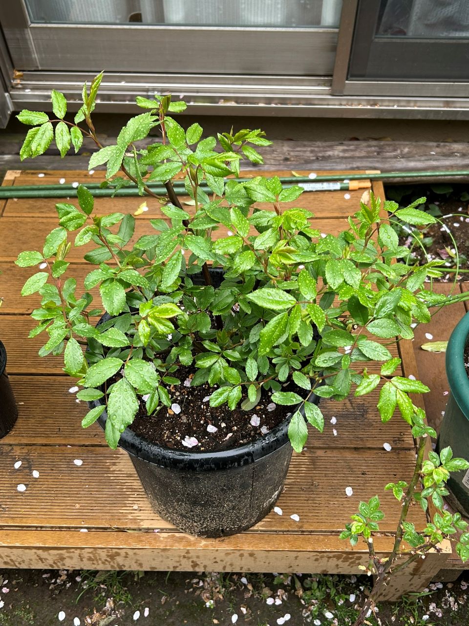 スノーグースランブラー冬大苗の9週後