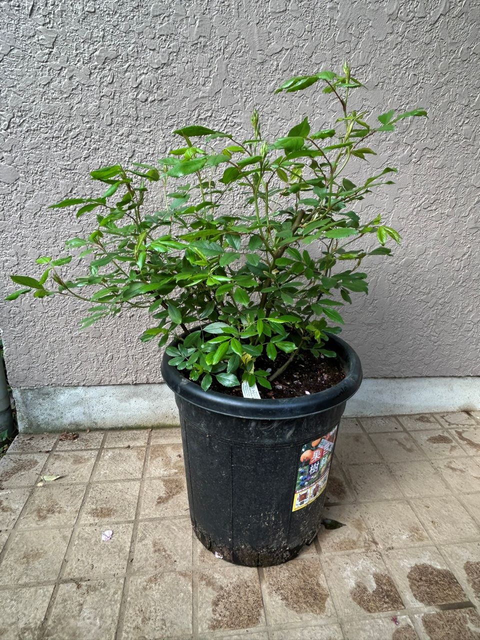 スノーグースランブラー冬大苗の10週後