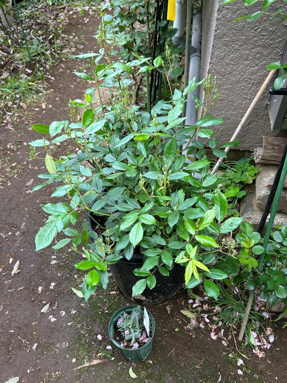 スノーグースランブラー冬大苗の11週後