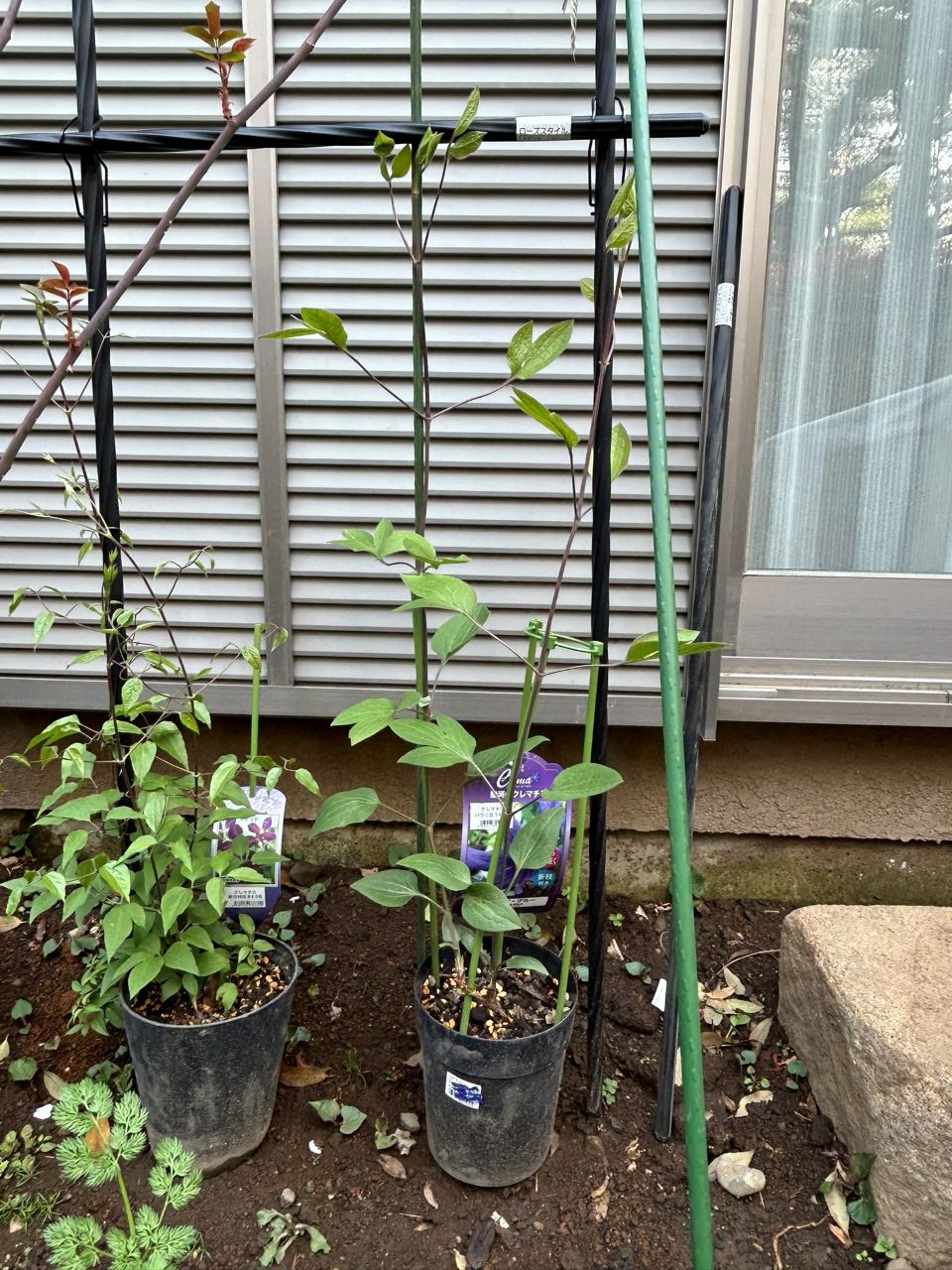 サムシング・ブルー春苗の4月上旬